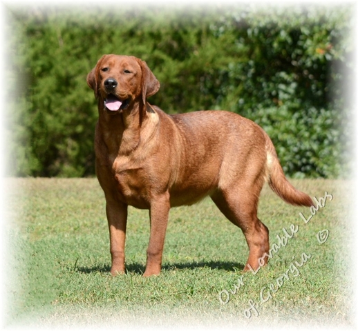 Akc Fox Red Labrador 1 Year Old Female Nex Tech Classifieds