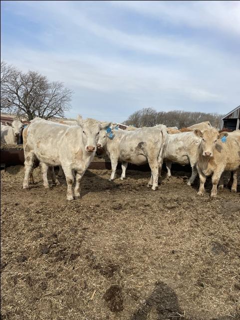 24 Fall Charolais/Red Angus Cross Bred Heifers - Nex-Tech Classifieds