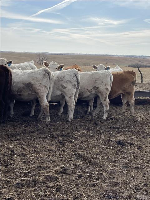 24 Fall Charolais/Red Angus Cross Bred Heifers - Nex-Tech Classifieds