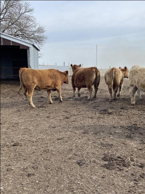 24 Fall Charolais/Red Angus Cross Bred Heifers - Nex-Tech Classifieds