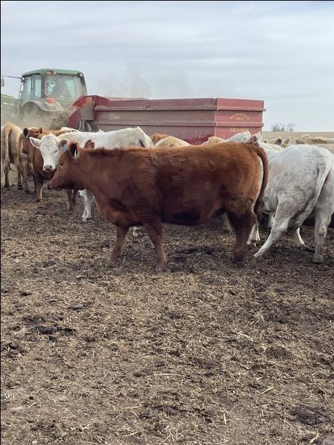 24 Fall Charolais/Red Angus Cross Bred Heifers - Nex-Tech Classifieds