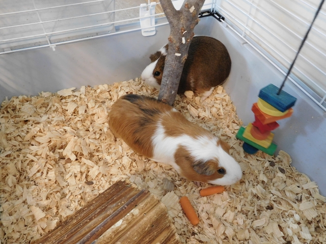 female guinea pig for sale