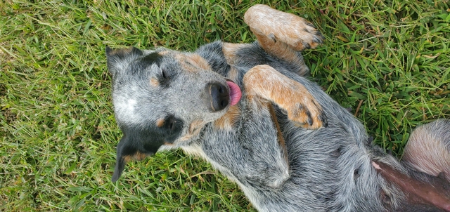 Female Blue Heeler - Nex-Tech Classifieds