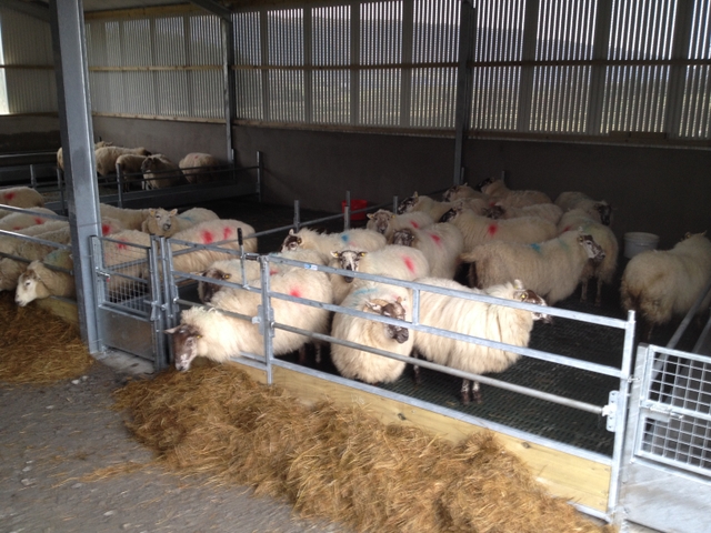 Top quality Dairy Sheep, Meat & Wool/Hair Sheep For Sale - Nex-Tech ...