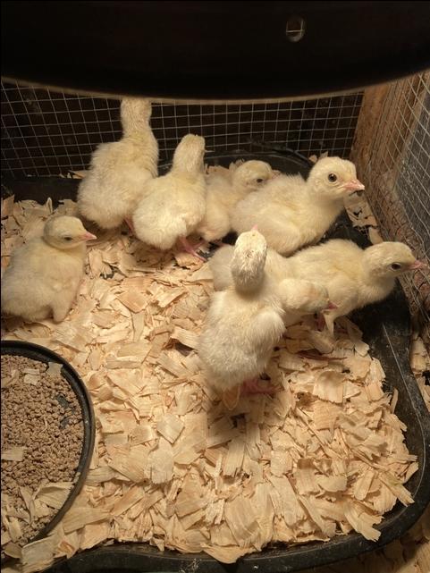 Royal Palm Turkey Poults - Nex-Tech Classifieds