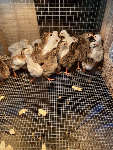 Guinea Keets - Nex-Tech Classifieds