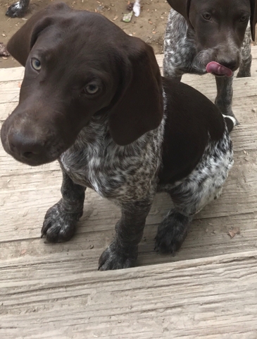 Purebred Champion Bloodline German Shorthair Pointer Puppy