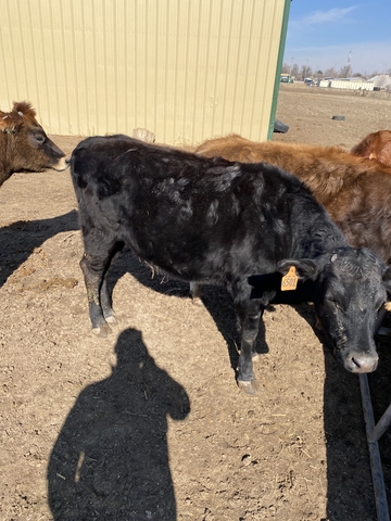 jersey heifers - Nex-Tech Classifieds