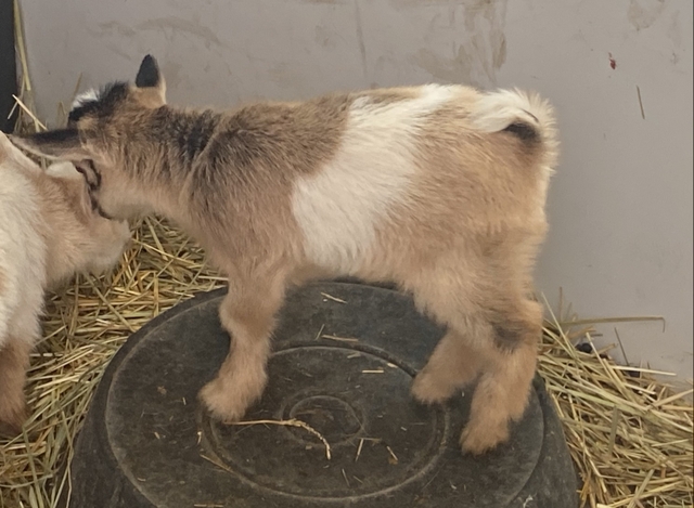 nigerian dwarf goats for sale ohio