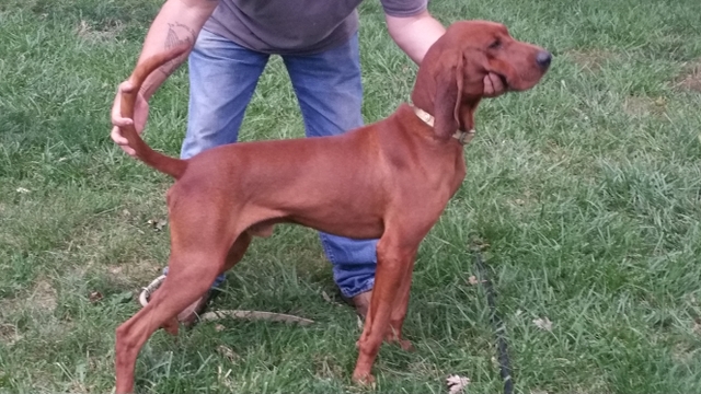 Ukc coonhound classifieds sale