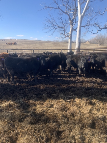 Bred cows - Nex-Tech Classifieds