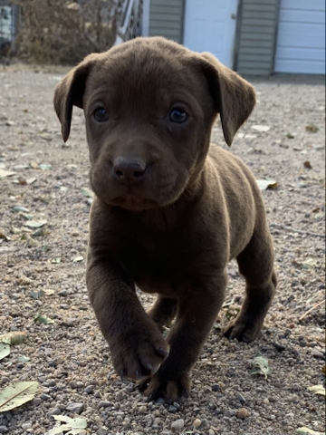6 week old chocolate lab
