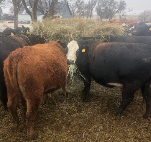 F1 Bred Baldy 2nd Calf Heifers - Nex-Tech Classifieds