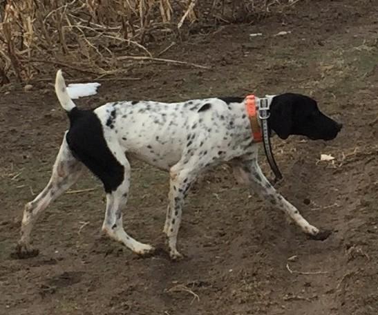 For Sale Started Black And White Male Gsp Nex Tech Classifieds