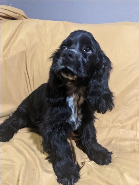 AKC registered cocker spaniel puppies - Nex-Tech Classifieds