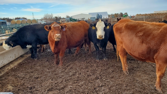 Older bred cows - Nex-Tech Classifieds