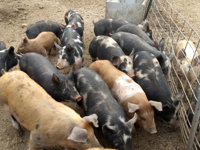 Feeder Pigs for Sale - Nex-Tech Classifieds