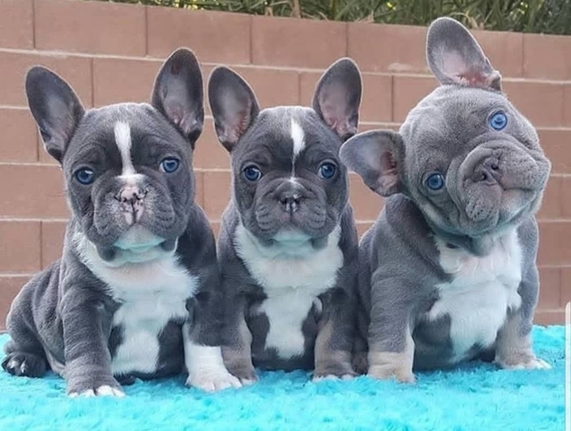 Akc register french bulldog - Nex-Tech Classifieds