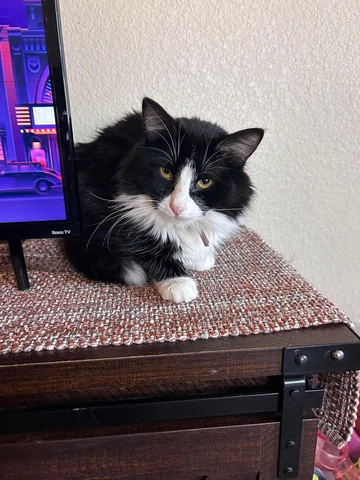 Free Cat - Nex-Tech Classifieds