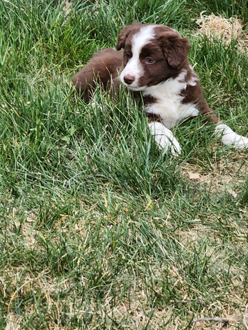 Mini Australian Shepherd pups - Nex-Tech Classifieds