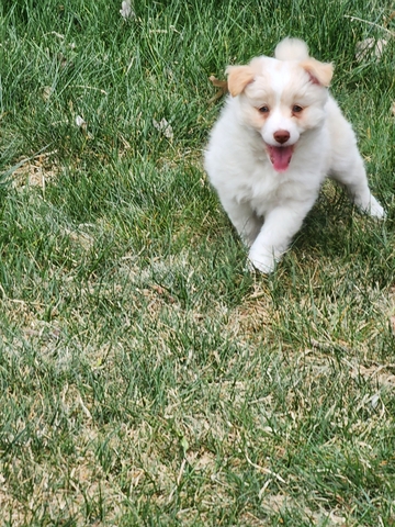 Mini Australian Shepherd pups - Nex-Tech Classifieds