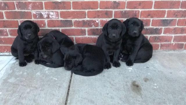 Droll Black Labrador Retriever Puppies
