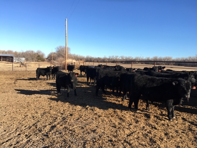 2020 Poss Achievement Bulls - Nex-Tech Classifieds