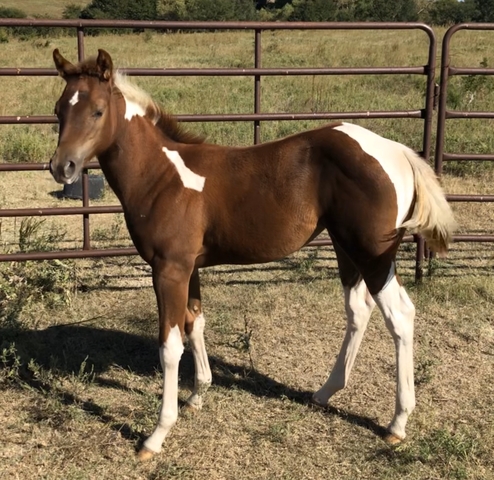 Paint filly’s for sale - two - Nex-Tech Classifieds