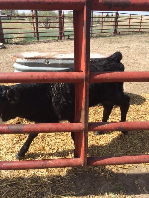 Bottle calves for sale! - Nex-Tech Classifieds