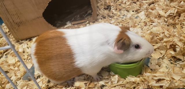 1 year old guinea hot sale pig