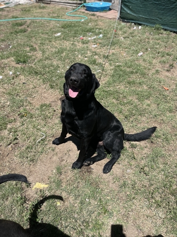 AKC black lab - Nex-Tech Classifieds