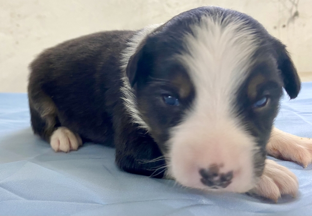 Australian Shepherd Puppy - Nex-Tech Classifieds