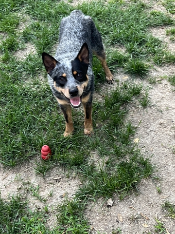 Male Blue Heeler - Nex-Tech Classifieds