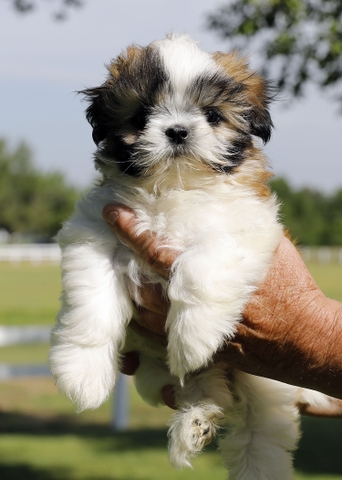 Shih Tzu Puppy For Sale Nex Tech Classifieds