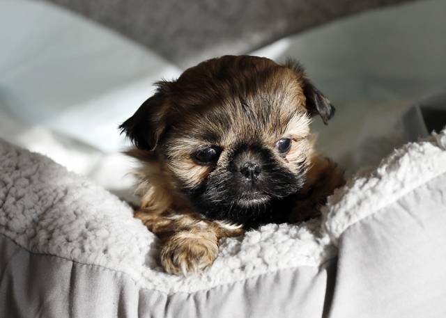 Shih Tzu puppies for sale - Nex-Tech Classifieds