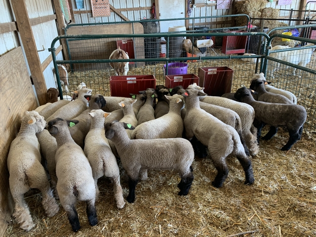 4 H Lambs Nex Tech Classifieds