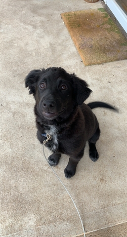 Golden Retriever/Border Collie Puppy - Nex-Tech Classifieds