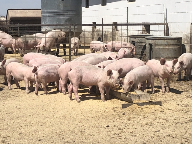 **FEEDER PIGS ** - Nex-Tech Classifieds