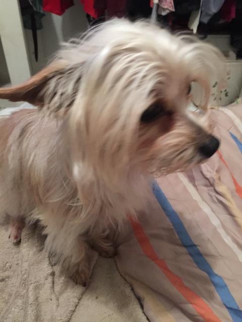 chinese crested yorkie mix
