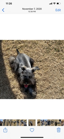 One year old female parti mega coated mini schnauzer - Nex-Tech Classifieds