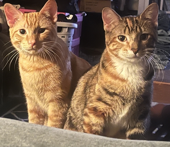 Cats - Nex-Tech Classifieds