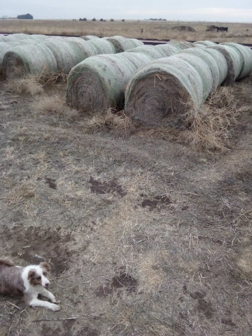 40 Round bales Grass Hay - Nex-Tech Classifieds