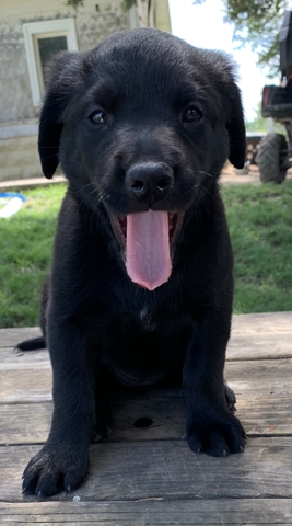 black lab and border collie mix puppy