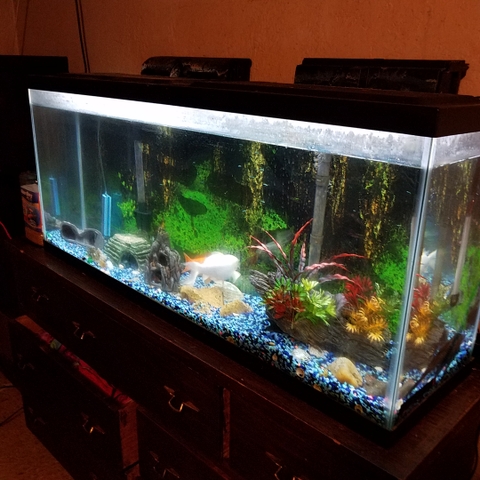 55 gallon fish tank decorations