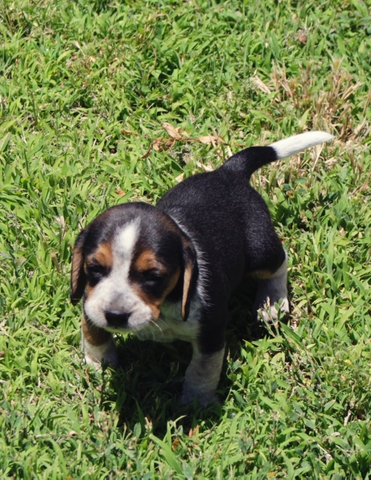 bluetick beagle