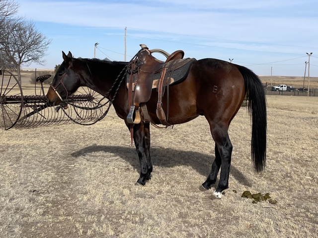 3yr old broke gelding - Nex-Tech Classifieds