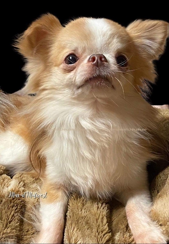 Akc long haired sales chihuahua