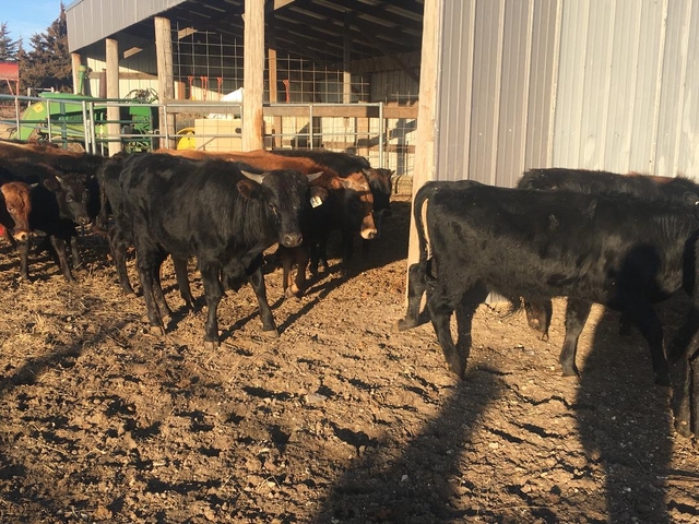 Fresh Corriente Roping Steers - Nex-Tech Classifieds