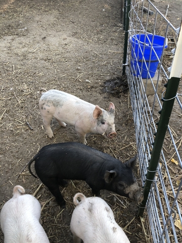 Feeder pigs - Nex-Tech Classifieds