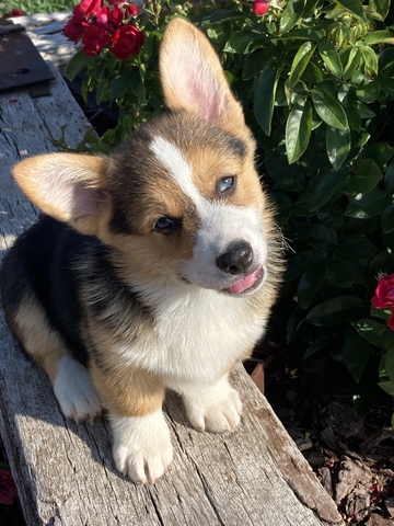 AKC Pembroke Welsh Corgi Puppies - Nex-Tech Classifieds